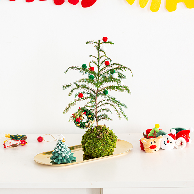 耶诞树配饰南洋杉室内绿植盆栽桌面摆件道具耶诞节花卉植物装饰品