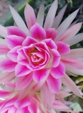 开心1号An02.01丽花仙人球开心4号包对版