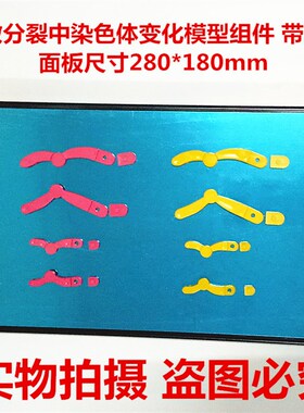 33305减数分裂中染色体变化模型组件 磁性280*180mm 生物教学仪器