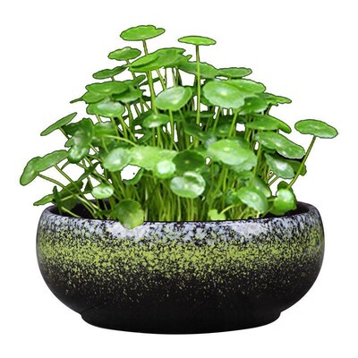 无孔大号水仙花盆陶瓷无孔铜钱草/一叶莲/碗莲盆多肉拼盘水培姗婷
