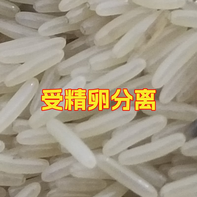 双斑油葫芦蟋蟀虫卵蛐蛐卵10000粒受精卵99%纯卵黑蟋蟀卵教技术