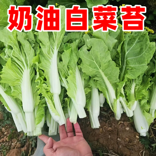 奶油白菜苔种子四季阳台盆栽蔬菜耐热耐寒菜薹懒人易种菜心青菜籽
