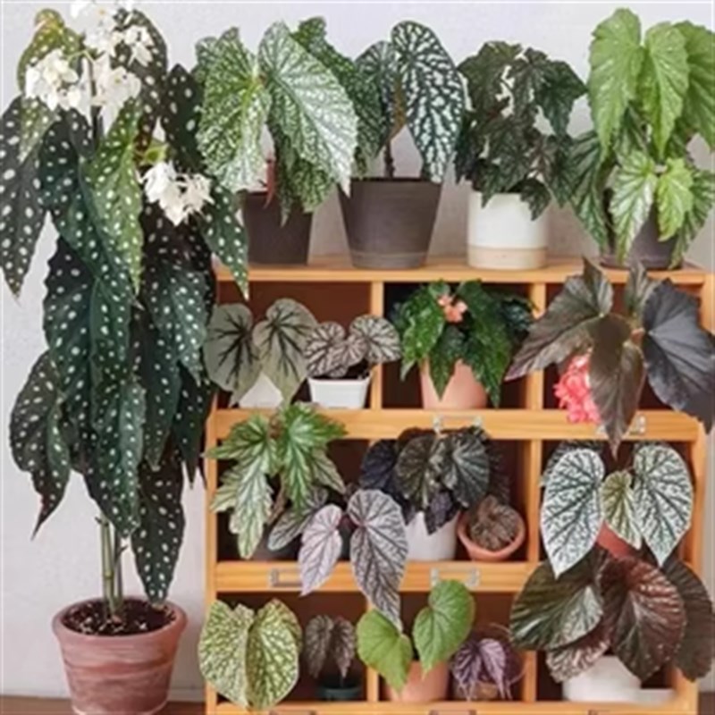 粉红貂秋海棠盆栽 竹节类 室内彩叶芋海芋海棠花观叶水培植物热植