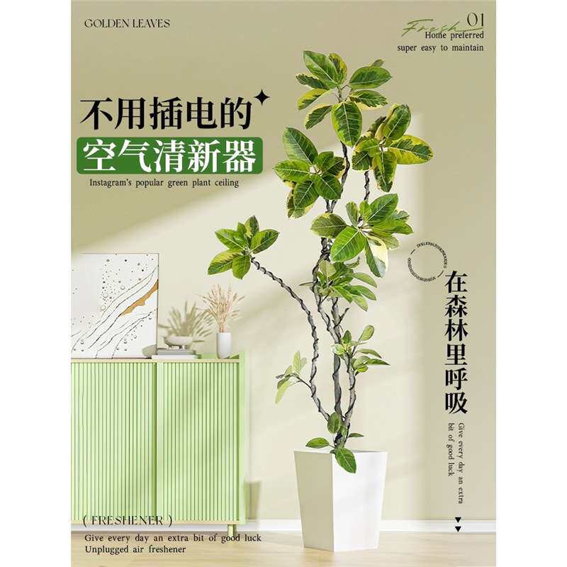 黄金榕绿植盆栽室内客厅橡皮树百合竹阳台落地大型绿植花叶富贵榕