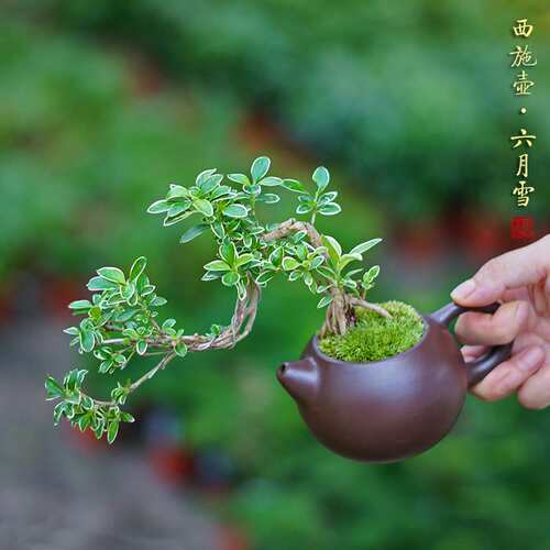 六月雪紫砂壶盆栽中式桌面茶台迷你盆景桌面植物茶桌室内好养绿植