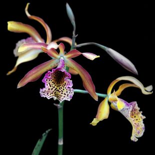 番茄雅韵堂Myrmecatavola Frances Fox 法国狐狸卡特兰花洋兰