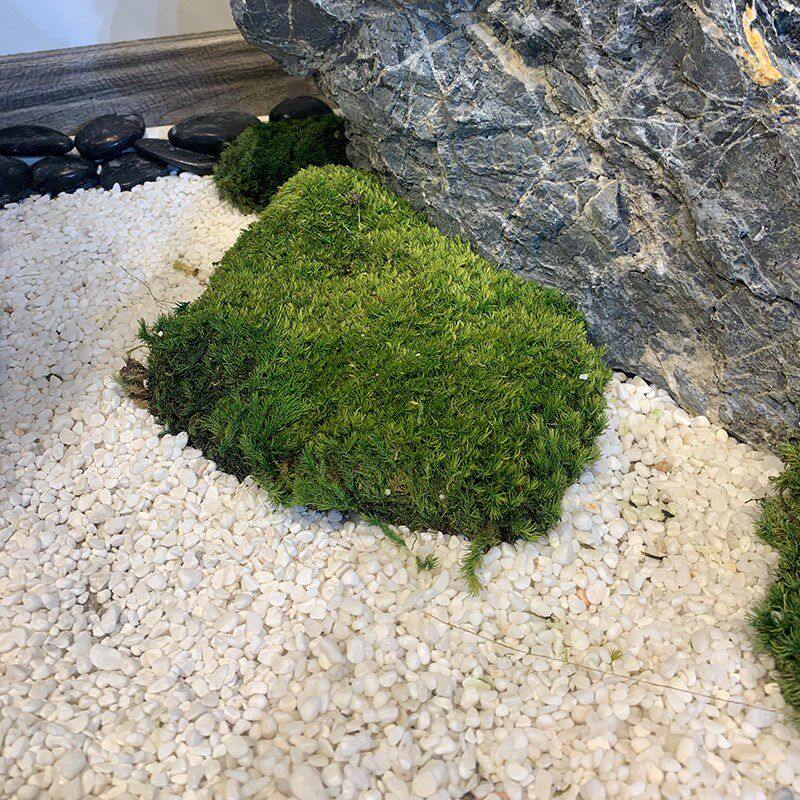 铺面石白色小石子庭院鹅卵石花盆装饰多肉铺面白石头雨花石铺路石