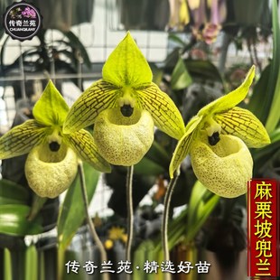 麻栗坡兜兰 稀有品种 W可收集品种