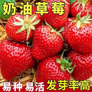 奶油草莓种子四季超甜奶油大果白草莓籽养不死盆栽蔬菜水果种孑苗