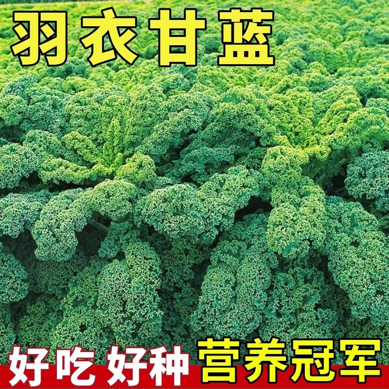 【羽衣甘蓝种子】秋季食用观赏卷叶冬春季耐寒蔬菜种子四季盆栽菜,鲜花速递/花卉仿真/绿植园艺,家庭园艺种子,淘宝优惠券,粉丝福利购,淘宝优惠卷