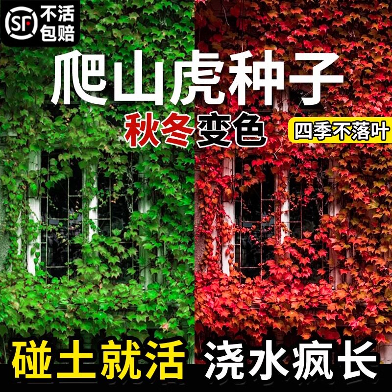 爬山虎种子树苗不落叶草籽藤条爬墙虎三五叶四季长青耐寒花种籽孑