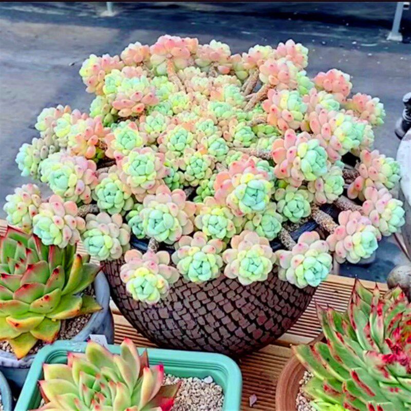 巨大型劳尔老桩景观植物稀有室内花精品高端多肉悬崖绿植带盆栽好