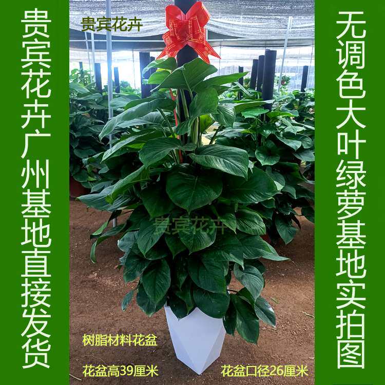 大叶绿萝办公室内除甲醛盆栽植物办公室大型绿植客厅盆景植物花卉