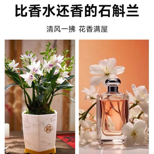 紫云石斛兰室内盆栽现带花出售淡香兰花好养绿植物桌面花卉办公室