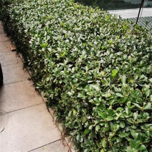 冬青树苗四季耐寒耐冻植物篱笆苗南北方围墙苗冬青苗庭院小区别墅