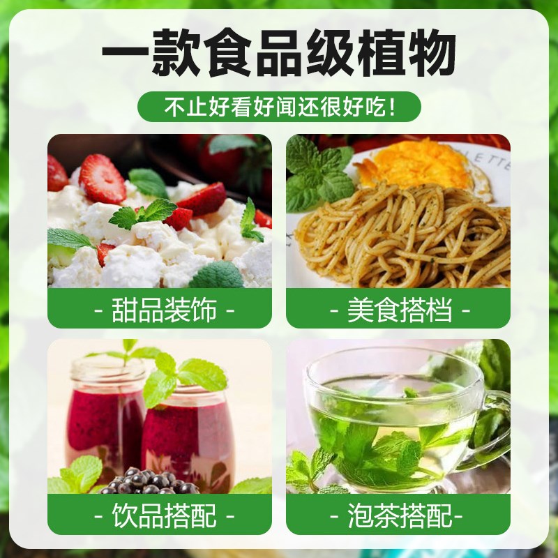 薄荷盆栽水培薄荷叶种籽子新鲜可食用迷迭香驱蚊植物室内绿植花卉