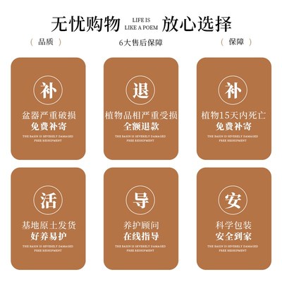 鸟巢蕨客厅绿植室内盆栽植物家里门口卫生间卧室工位好养活