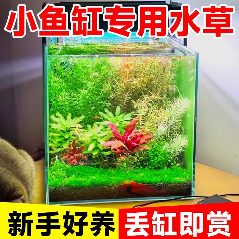 小鱼缸水草鱼缸制氧浮萍水草净化水质水草养鱼水榕活水草植物