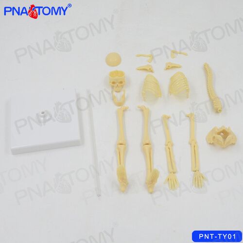 儿童科学实验玩具科技小制作拼装认识人体骨骼模型幼儿园益智DIY