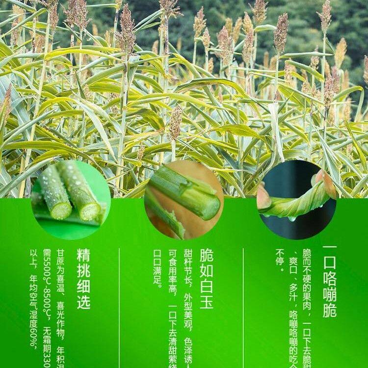 【娇姐推荐】新鲜脆甜东北特产甜杆 甜芦粟 现砍现发 送货上门