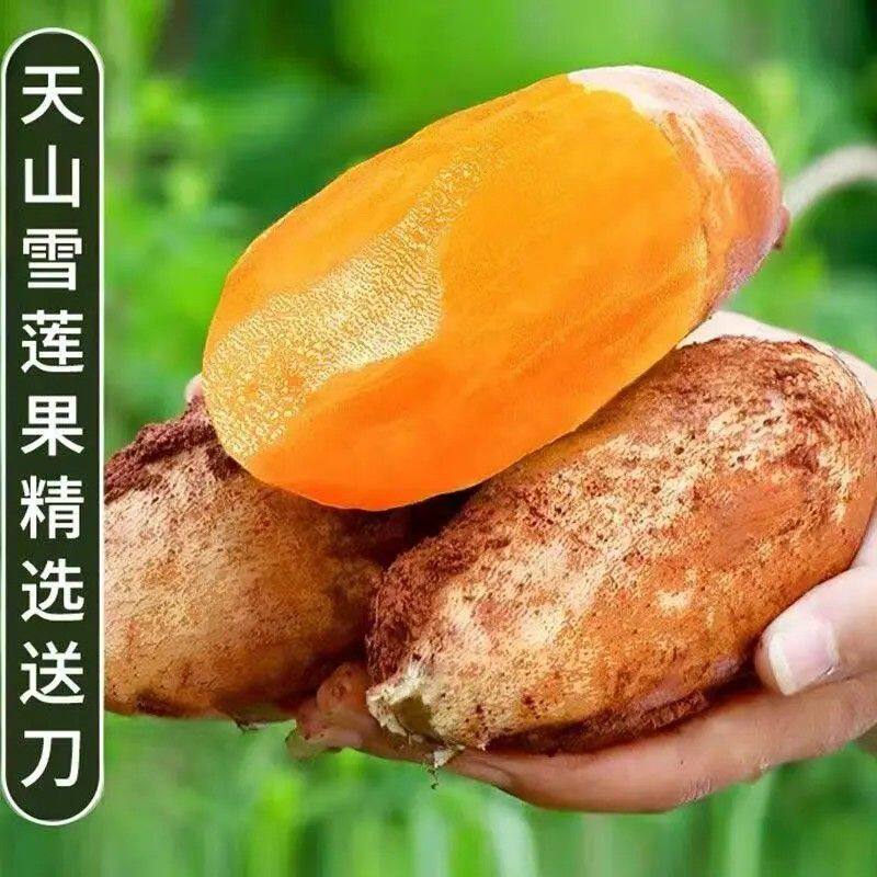 大甩卖【3-9斤雪莲果】云南天山雪莲果脆甜多汁应季低糖水果整箱