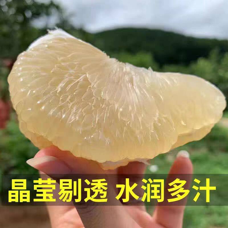 【鑫泳源】福建平和琯溪蜜柚水晶柚老树白心柚白玉金丝蜜柚
