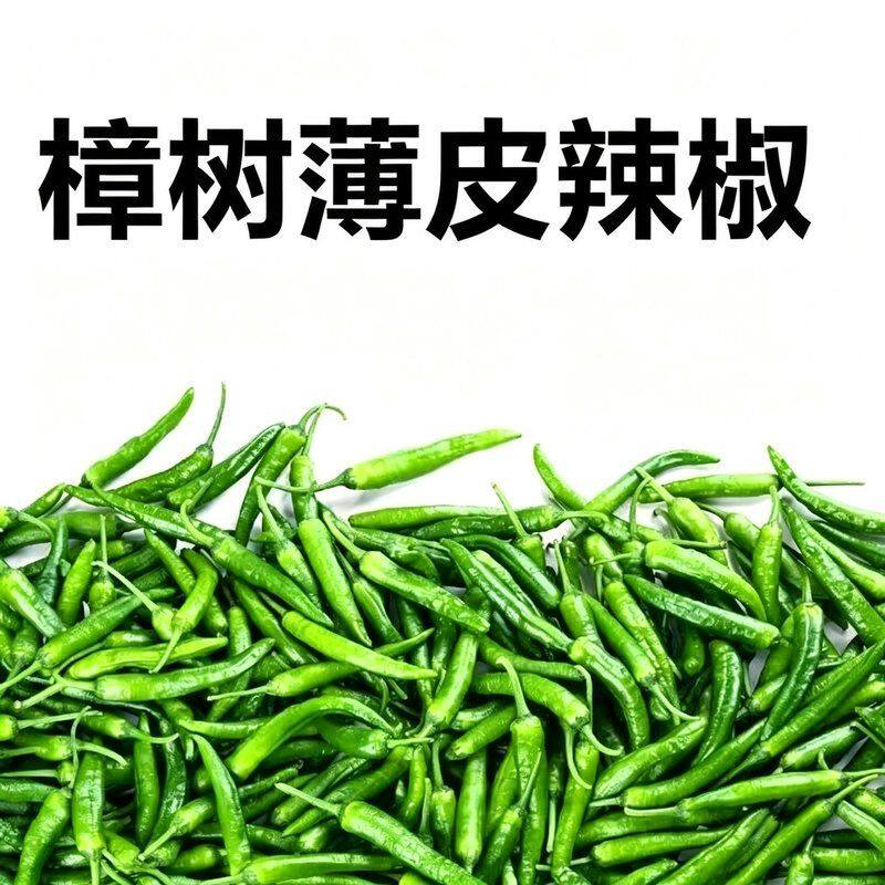 正宗樟树软香辣椒新鲜薄皮湖南品种小青辣椒香辣脆嫩虎皮港椒蔬菜