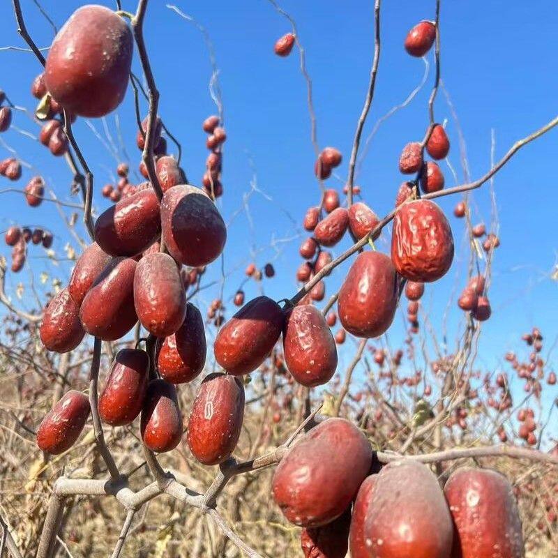 【新疆直发】新疆原生态吊干红枣未加工未清洗自然成熟可口原生态