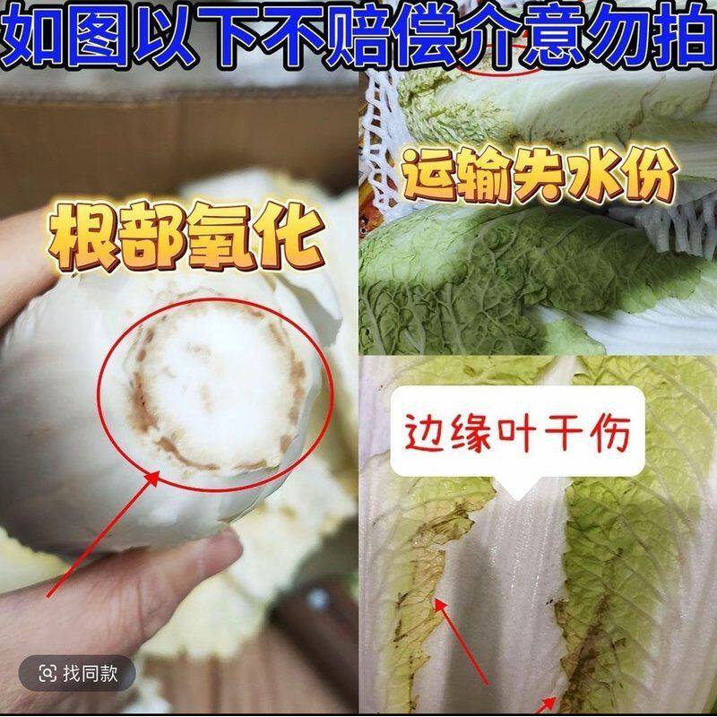 【不泡药水】甘肃高原娃娃菜现摘现发黄心菜新鲜清甜软糯无筋无丝