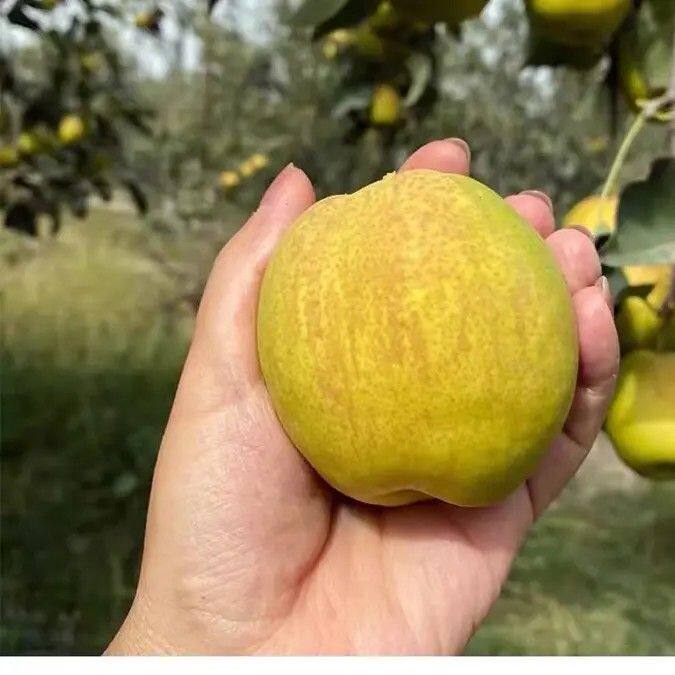 （小羊专属）正宗新疆库尔勒香梨/脆甜多汁应季水果细腻化渣