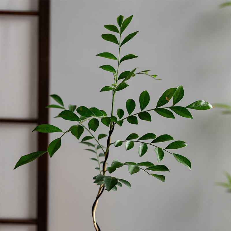 九里香造型盆景七里香老桩奇趣桌面盆栽室内绿植花卉景观植物观叶