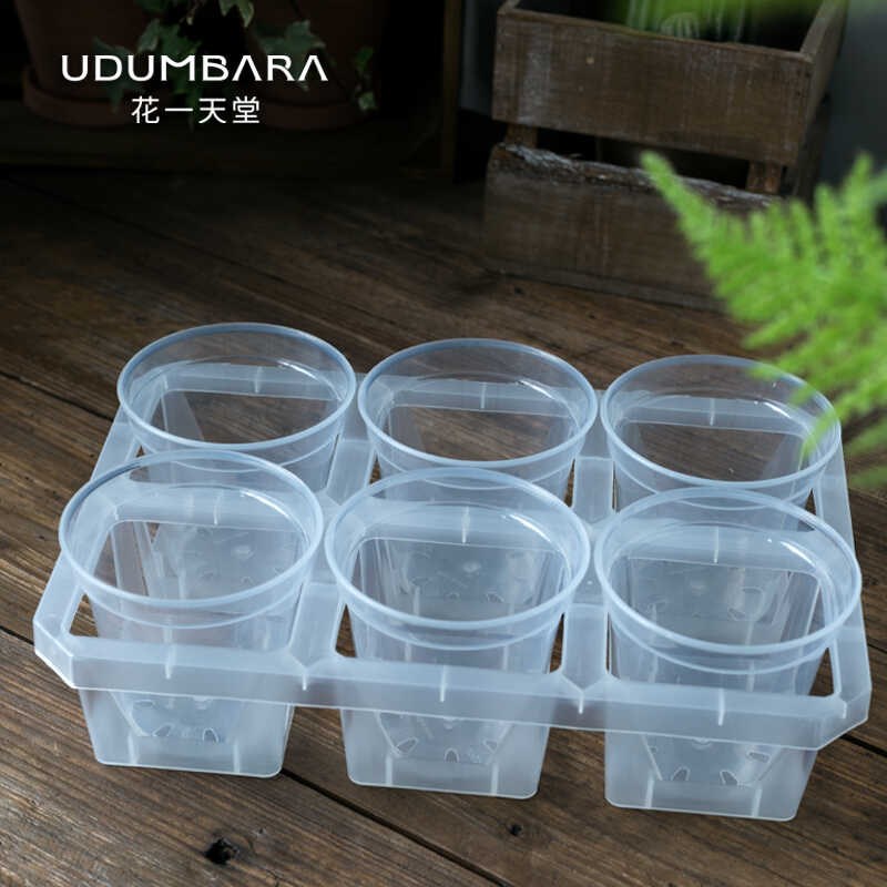 透明塑料花盆石斛蝴蝶兰花秋海棠海芋扦插试验观根繁殖育苗杯托架