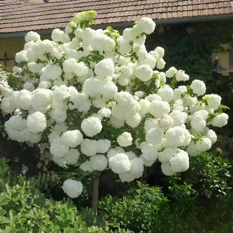 独杆正宗中华木本绣球树苗庭院别墅耐寒植物盆栽大花斗球风景苗木