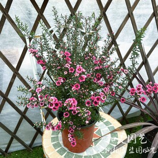 松红梅盆栽 重瓣松雪梅 澳洲小叶寒梅 三色梅花期长   包邮