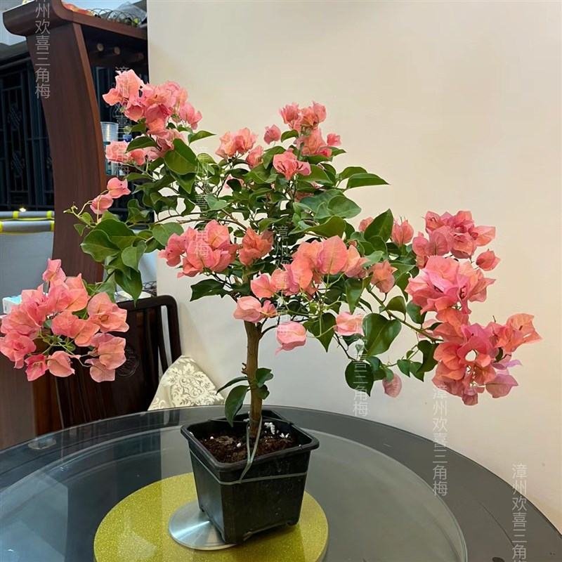 不甜西瓜三角梅原生苗四季开花阳台爬藤垂丝稀有品种阳台窗台花卉