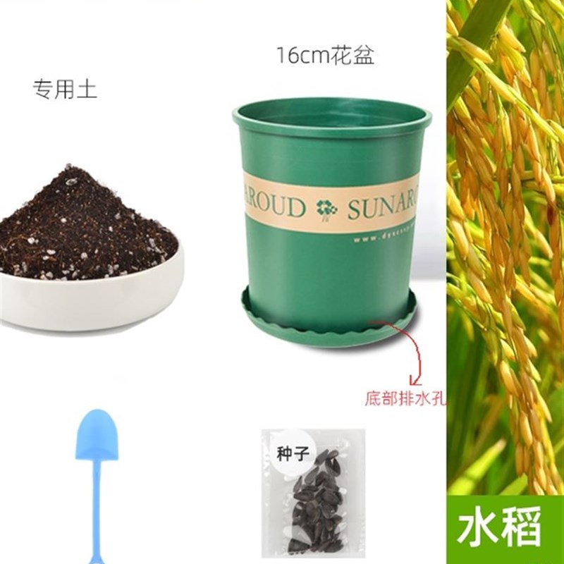 水稻种孑水培盒子种植套装盆栽小学生儿童观察植物生长科学课作业