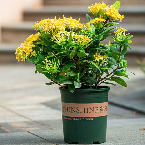 黄色龙船花盆栽室外阳台四季开花庭院好养植物绣球花卉带花苞绿植