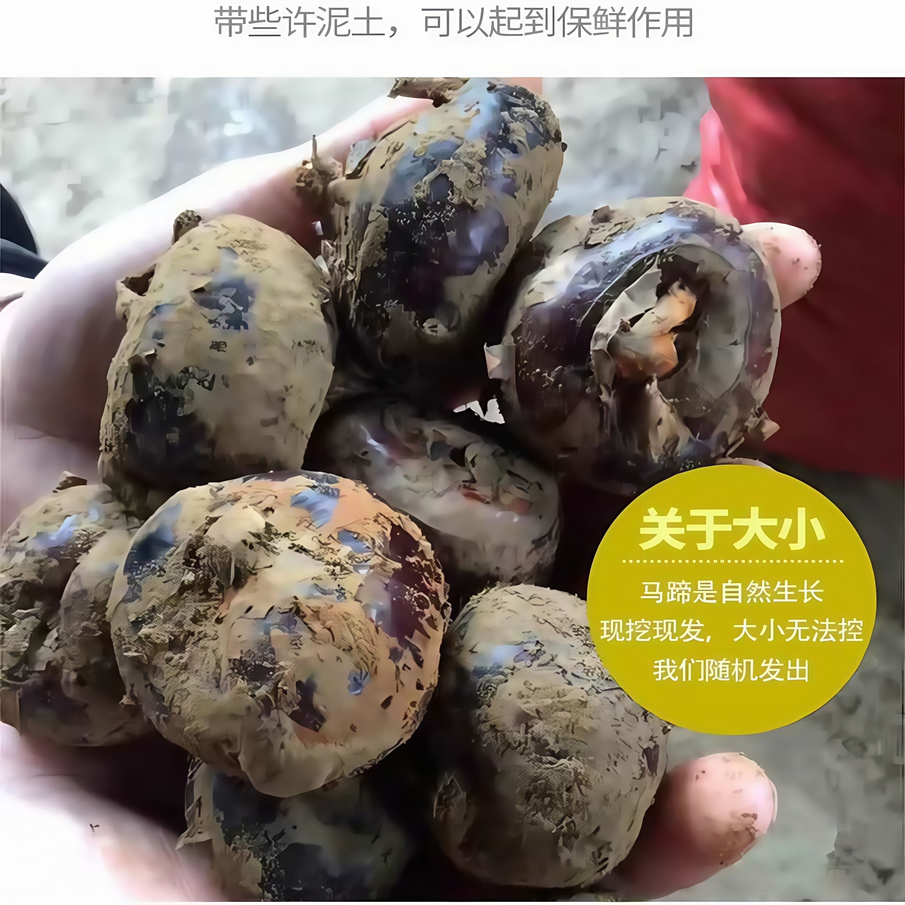 新鲜现挖现发马蹄果荸荠农家当季特产多汁荸荠甜脆马蹄奶香地梨果