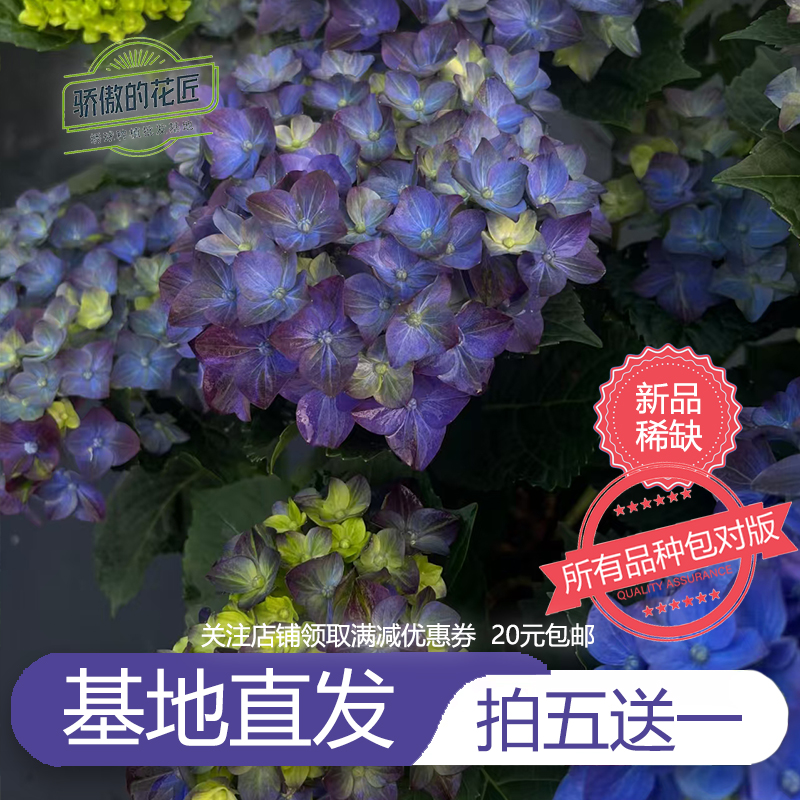 大花绣球花苗伦勃朗罗素日食天照蒙特露娜宝流莫奈晶面纱童话新娘