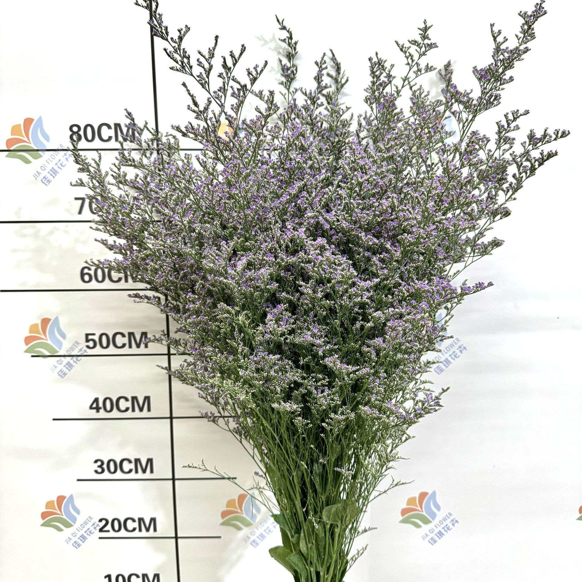 新鲜情人草鲜花 云南直发节日花束配花配草婚庆活动布置鲜切花