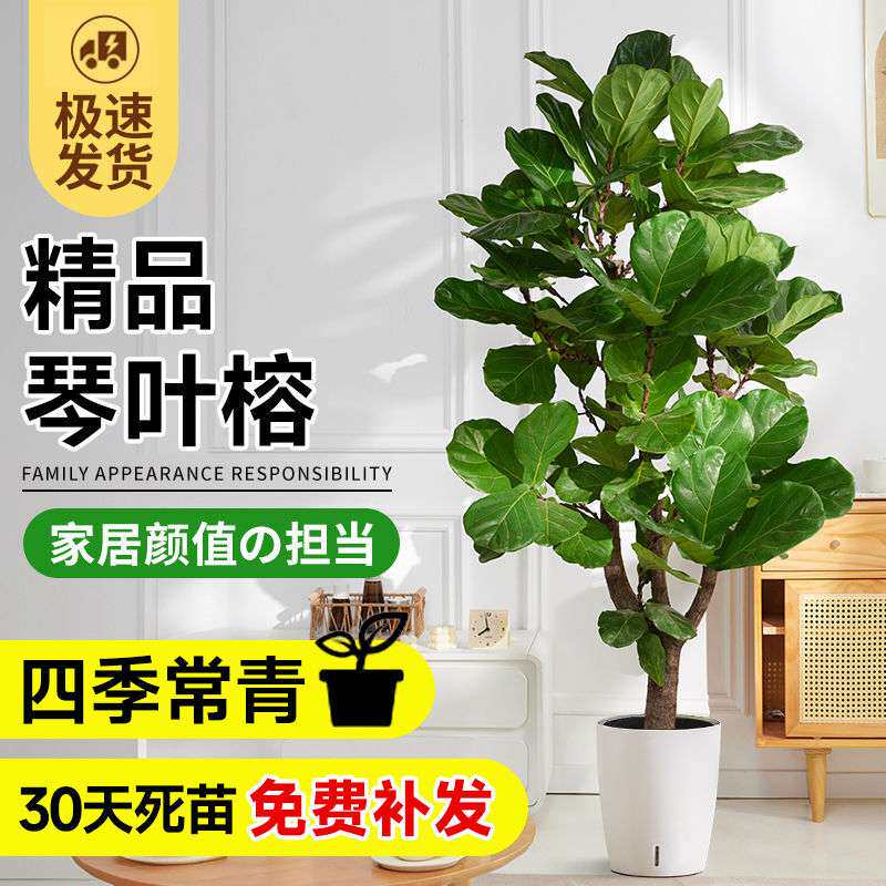琴叶榕盆栽客厅室内大型绿色植物橡皮树大叶四季好养耐阴小棒棒糖