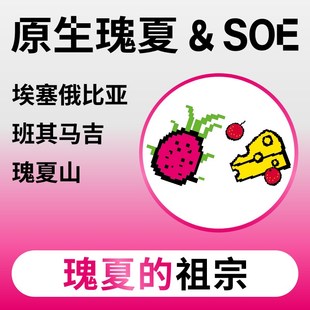 捌比特埃塞瑰夏山原生瑰夏新鲜浅烘焙单品手冲精品咖啡豆粉250g