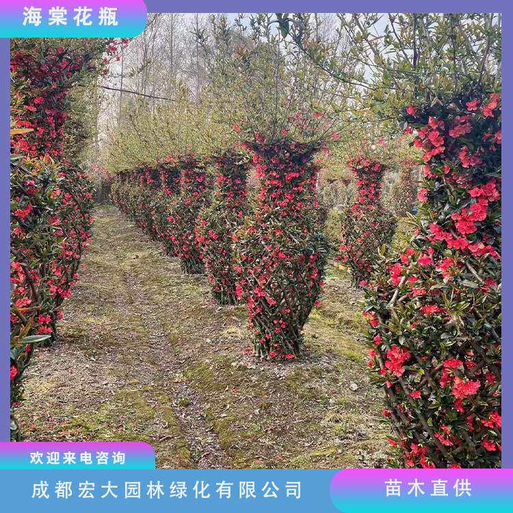 贴梗海棠苗木 基地造型海棠花瓶高度2米至4米景观苗造型盆景