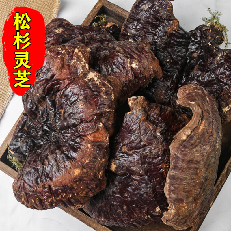 铁杉灵芝 松杉树芝 松杉灵芝 250g克 统