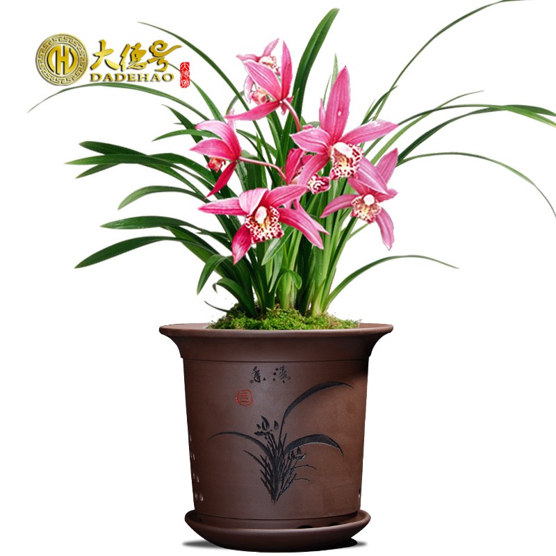 君子兰花盆陶瓷紫砂花盆栽玫瑰花绣球花绿萝海棠花兰草吊篮专用盆