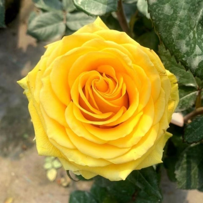 苏格兰黄油月季花苗玫瑰花特大切花盆栽四季灌木庭院阳台花卉植物