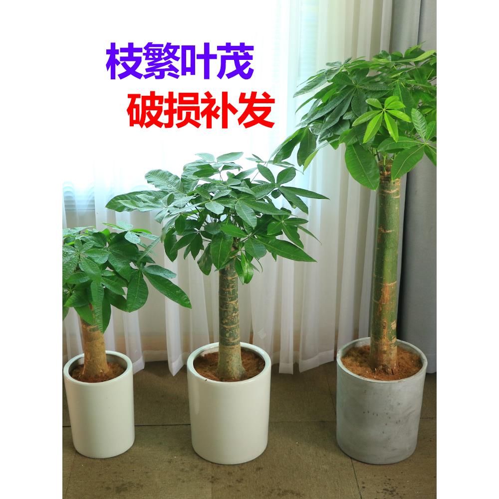 客厅发财树大棵绿植室内盆栽大型开业大型盆景四季花卉辫子不含盆