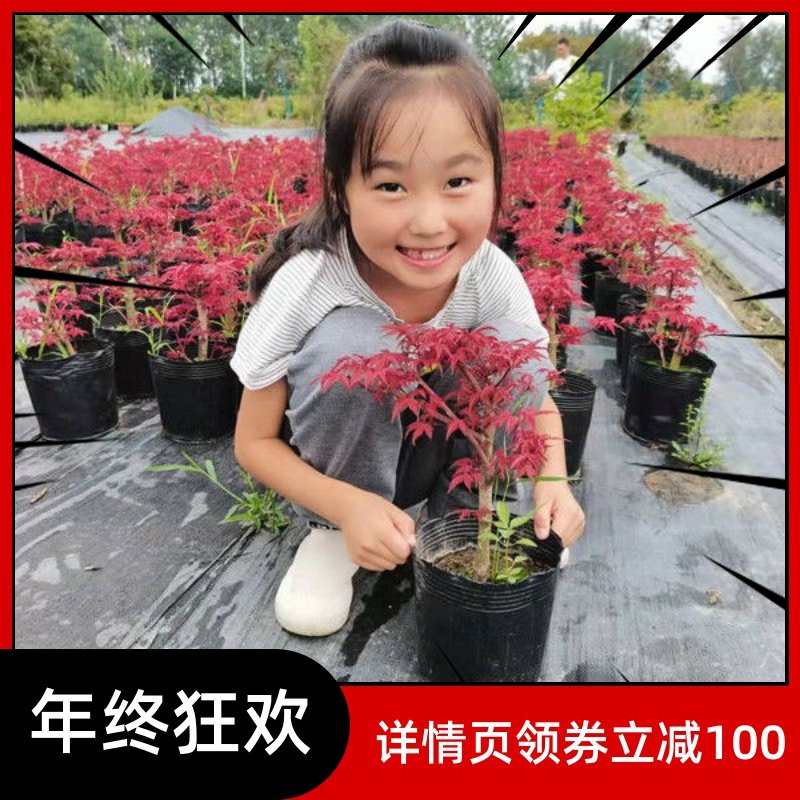 红枫枫树绿植盆景室内外盆栽庭院观叶植物花树桌面摆件教师节