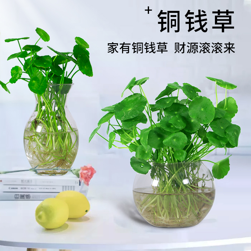 铜钱草水培植物水养招财室内桌面大叶特大办公室好养花卉绿植盆栽