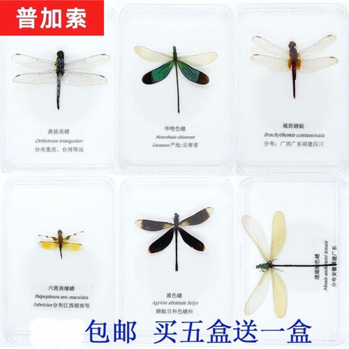 蜻蜓标本 豆娘 色聪 蝴蝶 真昆虫 已展翅盒装 儿童礼物 教学 手工